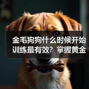 金毛狗狗什么时候开始训练最有效？掌握黄金期技巧