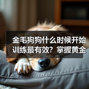 金毛狗狗什么时候开始训练最有效?掌握黄金期技巧(图3) 金毛狗狗什么时候开始训练最有效?掌握黄金期技巧(图3)