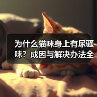 为什么猫咪身上有尿骚味？成因与解决办法全解析(图3)