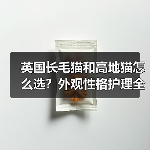 英国长毛猫和高地猫怎么选？外观性格护理全对比(图3)