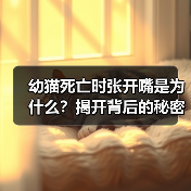 幼猫死亡时张开嘴是为什么？揭开背后的秘密(图3)