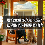 母狗生后多久能洗澡？正确时间对健康影响有多大(图2)