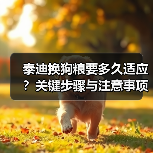 泰迪换狗粮要多久适应?关键步骤与注意事项全解析(图4) 泰迪换狗粮要多久适应?关键步骤与注意事项全解析(图4)