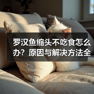 罗汉鱼缩头不吃食怎么办?原因与解决方法全解析(图2) 罗汉鱼缩头不吃食怎么办?原因与解决方法全解析(图2)