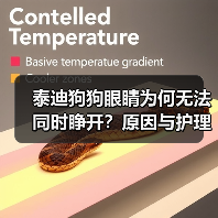 泰迪狗狗眼睛为何无法同时睁开?原因与护理全解析(图2) 泰迪狗狗眼睛为何无法同时睁开?原因与护理全解析(图2)