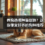 养狗选哪种最划算？这些便宜好养的狗种推荐(图4)