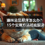 猫咪总是尿床怎么办？15个实用方法彻底解决(图2)