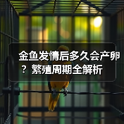 金鱼发情后多久会产卵?繁殖周期全解析(图2) 金鱼发情后多久会产卵?繁殖周期全解析(图2)