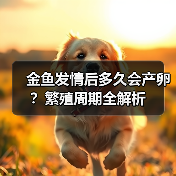 金鱼发情后多久会产卵？繁殖周期全解析
