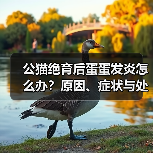 公猫绝育后蛋蛋发炎怎么办?原因、症状与处理全解析(图2) 公猫绝育后蛋蛋发炎怎么办?原因、症状与处理全解析(图2)