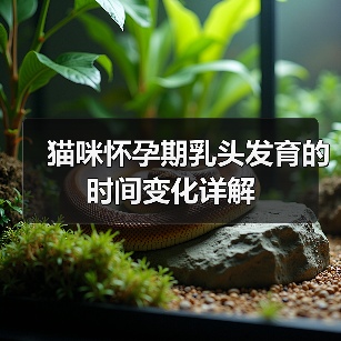 猫咪怀孕期乳头发育的时间变化详解(图2) 猫咪怀孕期乳头发育的时间变化详解(图2)