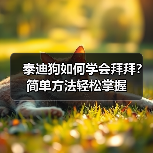 泰迪狗如何学会拜拜？简单方法轻松掌握(图4)