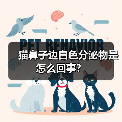 猫鼻子边白色分泌物是怎么回事？(图4)