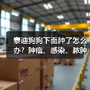泰迪狗狗下面肿了怎么办？肿瘤、感染、脓肿一网打尽的处理方法(图3)