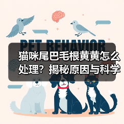 猫咪尾巴毛根黄黄怎么处理？揭秘原因与科学方法(图4)