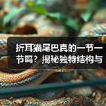 折耳猫尾巴真的一节一节吗?揭秘独特结构与遗传奥秘(图2) 折耳猫尾巴真的一节一节吗?揭秘独特结构与遗传奥秘(图2)