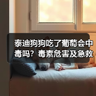 泰迪狗狗吃了葡萄会中毒吗？毒素危害及急救处理全解析(图2)