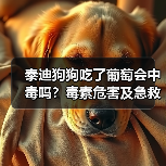 泰迪狗狗吃了葡萄会中毒吗？毒素危害及急救处理全解析(图3)