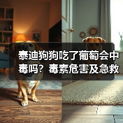 泰迪狗狗吃了葡萄会中毒吗？毒素危害及急救处理全解析(图4)