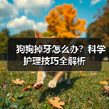 狗狗掉牙怎么办？科学护理技巧全解析(图2)