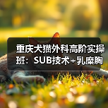 重庆犬猫外科高阶实操班：SUB技术+乳糜胸实战演练全解析