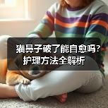 猫鼻子破了能自愈吗？护理方法全解析
