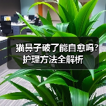 猫鼻子破了能自愈吗?护理方法全解析(图2) 猫鼻子破了能自愈吗?护理方法全解析(图2)