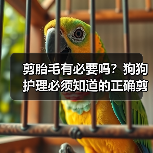 剪胎毛有必要吗？狗狗护理必须知道的正确剪胎毛技巧