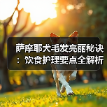 萨摩耶犬毛发亮丽秘诀:饮食护理要点全解析(图2) 萨摩耶犬毛发亮丽秘诀:饮食护理要点全解析(图2)