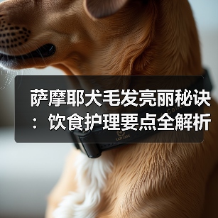 萨摩耶犬毛发亮丽秘诀：饮食护理要点全解析