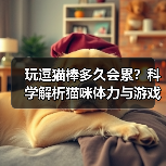 玩逗猫棒多久会累?科学解析猫咪体力与游戏时长(图2) 玩逗猫棒多久会累?科学解析猫咪体力与游戏时长(图2)