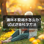 猫咪不爱喝水怎么办？试试这些科学方法(图4)