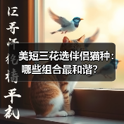 美短三花选伴侣猫种：哪些组合最和谐？(图1)