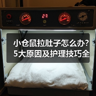 小仓鼠拉肚子怎么办？5大原因及护理技巧全解析