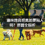 猫咪绝育后真的更粘人吗？原因全解析(图4)