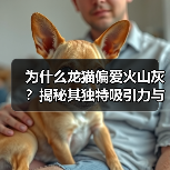 为什么龙猫偏爱火山灰?揭秘其独特吸引力与健康优势(图1) 为什么龙猫偏爱火山灰?揭秘其独特吸引力与健康优势(图1)