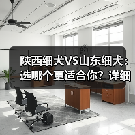 陕西细犬VS山东细犬:选哪个更适合你?详细对比指南(图4) 陕西细犬VS山东细犬:选哪个更适合你?详细对比指南(图4)