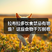 拉布拉多饮食禁忌有哪些？这些食物千万别喂！