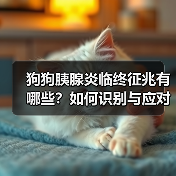 狗狗胰腺炎临终征兆有哪些？如何识别与应对？(图4)