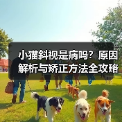 小猫斜视是病吗？原因解析与矫正方法全攻略(图3)