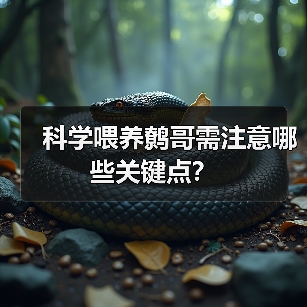 科学喂养鹩哥需注意哪些关键点?(图3) 科学喂养鹩哥需注意哪些关键点?(图3)