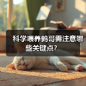 科学喂养鹩哥需注意哪些关键点?(图4) 科学喂养鹩哥需注意哪些关键点?(图4)
