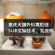 重庆犬猫外科高阶班：SUB实操技术、乳糜胸处理等，3天密训提升临床技能(图2)