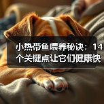 小热带鱼喂养秘诀：14个关键点让它们健康快乐(图4)
