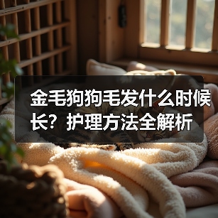 金毛狗狗毛发什么时候长？护理方法全解析(图4)