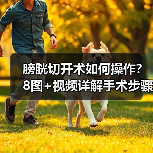膀胱切开术如何操作?8图+视频详解手术步骤(图3) 膀胱切开术如何操作?8图+视频详解手术步骤(图3)