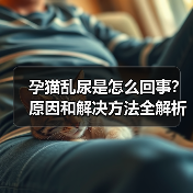 孕猫乱尿是怎么回事？原因和解决方法全解析