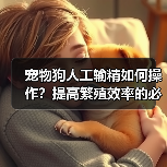 宠物狗人工输精如何操作？提高繁殖效率的必备技巧(图1)