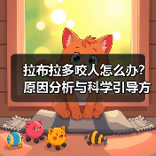 拉布拉多咬人怎么办？原因分析与科学引导方法