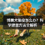 博美犬偏瘦怎么办?科学增重方法全解析(图1) 博美犬偏瘦怎么办?科学增重方法全解析(图1)